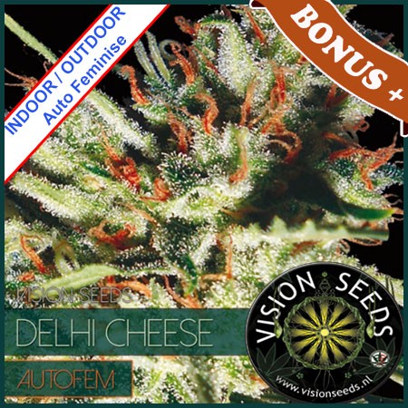 Delhi Cheese  Auto Feminise