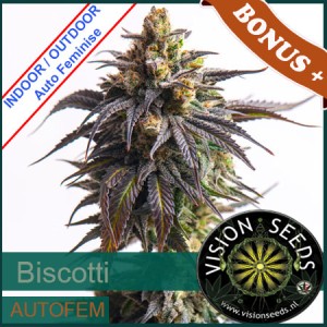 Biscotti Auto Feminise