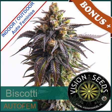 Biscotti Auto Feminise