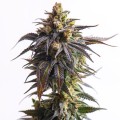 Biscotti Auto Feminise