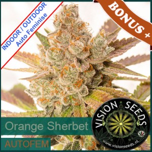 Orange Sherbet Auto Feminise