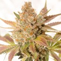 Orange Sherbet Auto Feminise