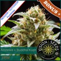 Amnesia x Buddha Kush Feminise