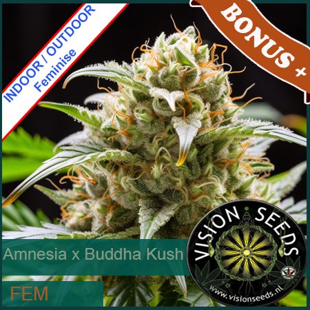 Amnesia x Buddha Kush Feminise