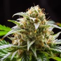 Amnesia x Buddha Kush Feminise