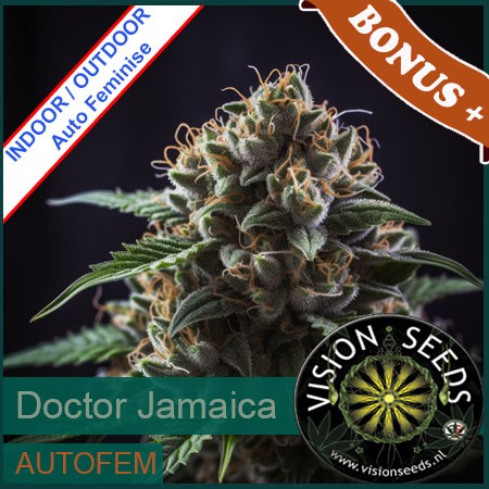 Doctor Jamaica Auto Feminise