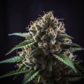 Doctor Jamaica Auto Feminise