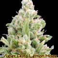 Super Auto Lemon Haze Feminise