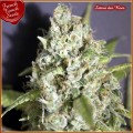 Sativa Des Rois Feminise