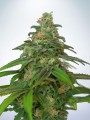 Auto Mandarin Haze Feminise
