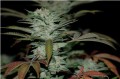 Sour Kush Feminise