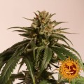 CBD Critical Cure Feminise
