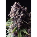 Auto Purple Feminise