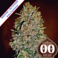 Auto Chocolate Skunk Feminise