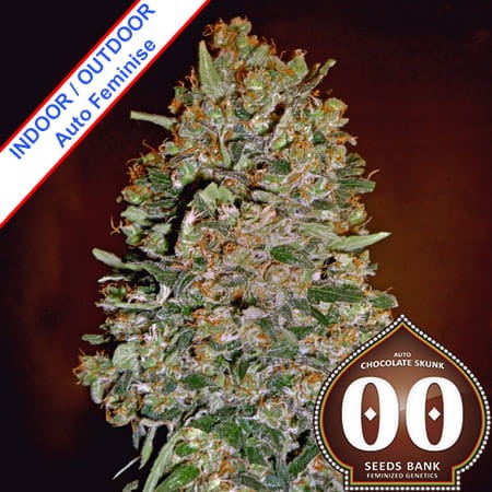 Auto Chocolate Skunk Feminise