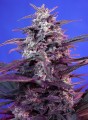 Bloody Skunk Auto Feminise