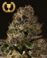 Strawberry Sour Diesel Feminise