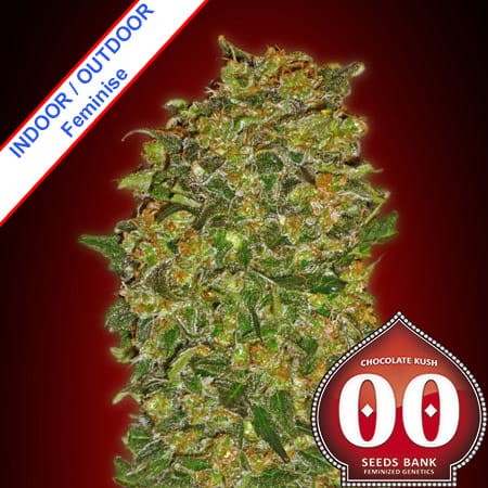 Chocolate Kush Feminise