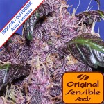 Auto Purple Feminise