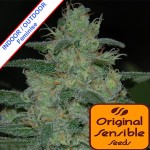 Pure Kush Feminise