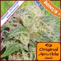 Super Auto Lemon Haze Feminise