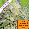Super Auto Lemon Haze Feminise