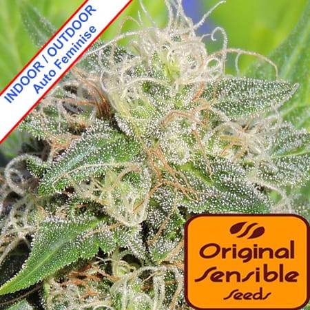 Super Auto Lemon Haze Feminise