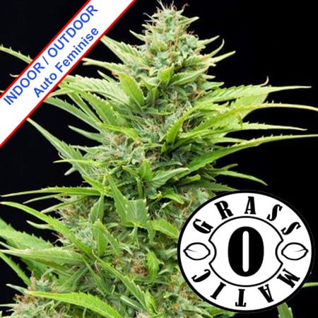 Auto Maxi Gom Feminise