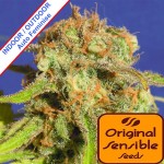 Auto Bruce Banner #3 Feminise