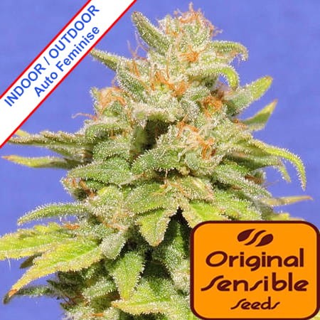 Auto White Crystal Meth Feminise