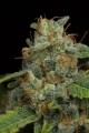 Dinamed CBD Auto Feminise -45%
