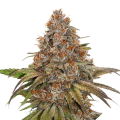 Blackberry Gum Auto Feminise