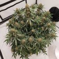 Blackberry Gum Auto Feminise