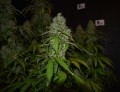 Blackberry Gum Auto Feminise