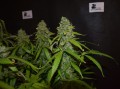Blackberry Gum Auto Feminise