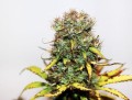 Auto Blueberry Feminise