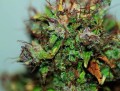 Auto Blueberry Feminise
