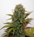 Auto Blueberry Feminise