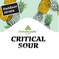 Critical Sour Feminise