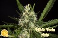 White Yoda Auto Feminise