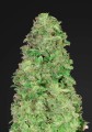 CBD 20:1 Auto Feminise