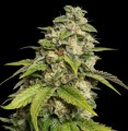 Sour Kush Feminise