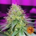CBD Critical Cure Feminise