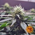 CBD Critical Cure Feminise