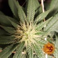 CBD Critical Cure Feminise