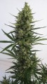 Auto Malawi x Northern Light Feminise