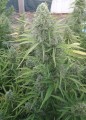 Auto Malawi x Northern Light Feminise