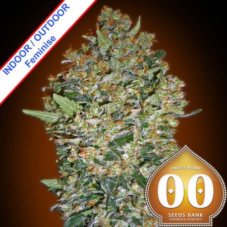 Cheese Berry Feminise