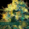 Jack Herer Feminise 