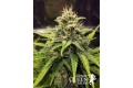 Blue Cheese Auto Feminise